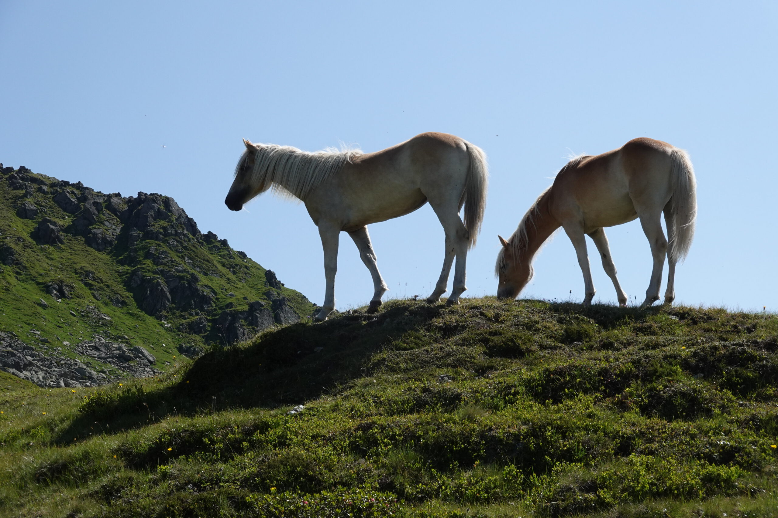 Pferde am Naderachjoch auf 2100 Metern