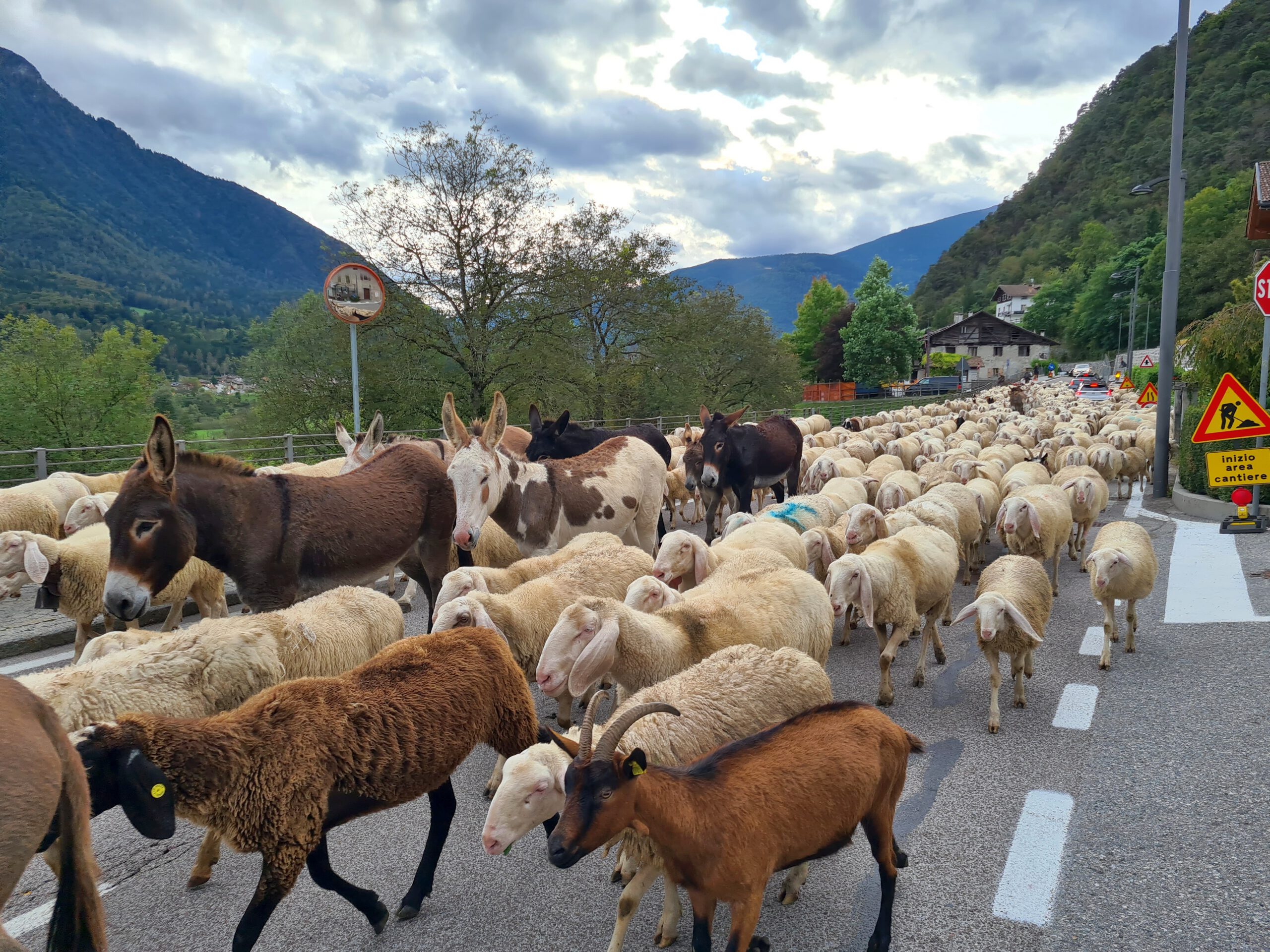 In Ragioli sorgt eine Viehherde für Verkehrsbehinderungen.