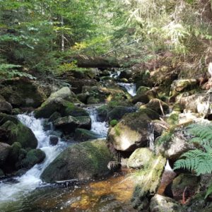 Das Wanderbuch Wilde Wege im Bayerischen Wald führt auf aussichtsreiche Gipfel und entlang von wilden Bächen.